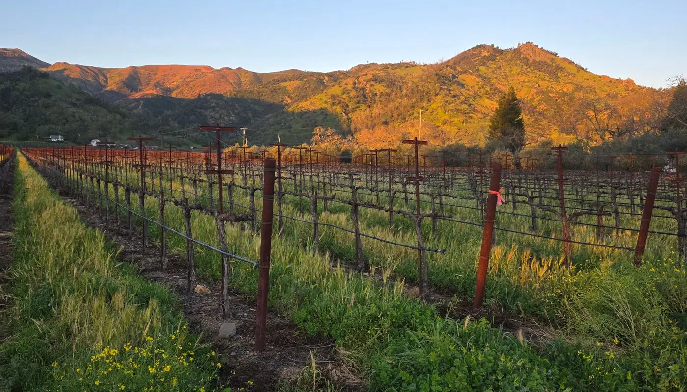 Rolling vineyard rows stretching to the horizon under a golden evening sky